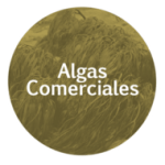 algas-comerciales