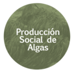 produccion-social-de-algas